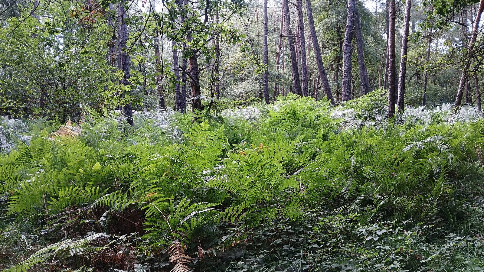 Brocéliande Forest