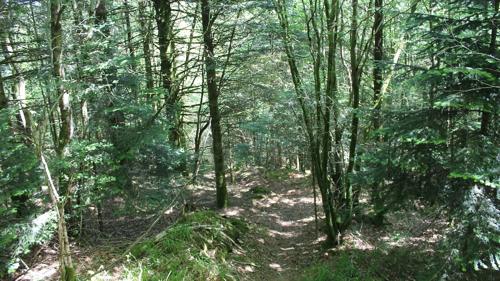 Huelgoat Forest