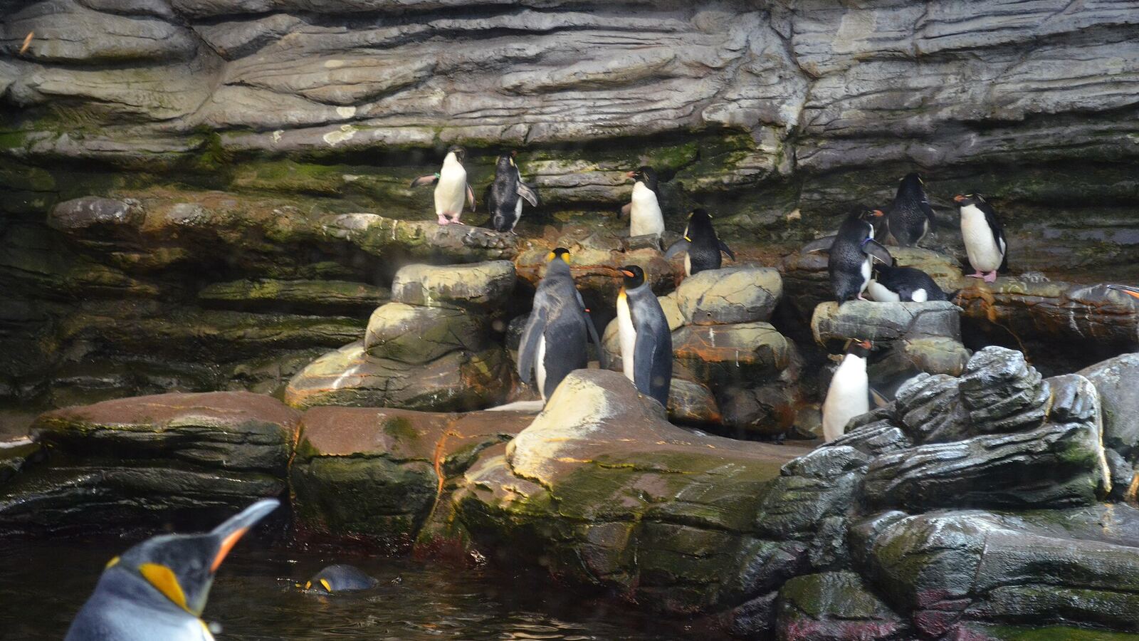 Océanopolis, Brest